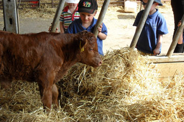 On the Farm